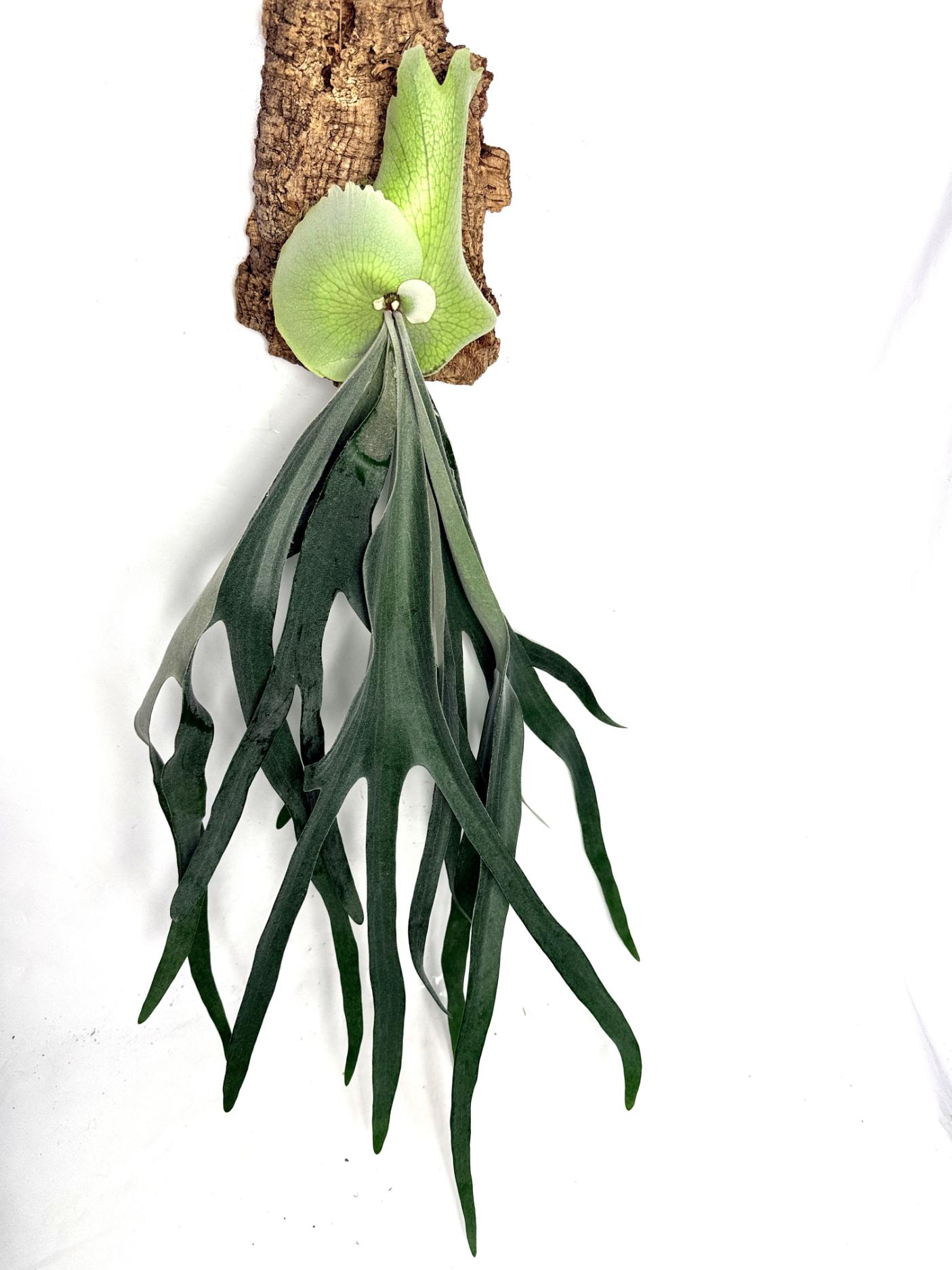 Platycerium Bifurcatum sp. White