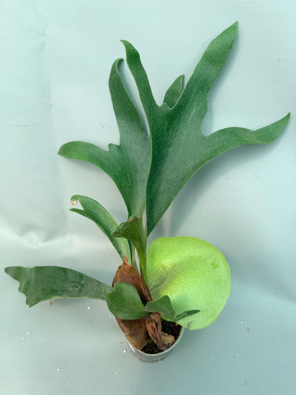 Platycerium Bifurcatum cv. 'Popcorn' | Welovetropicalplants