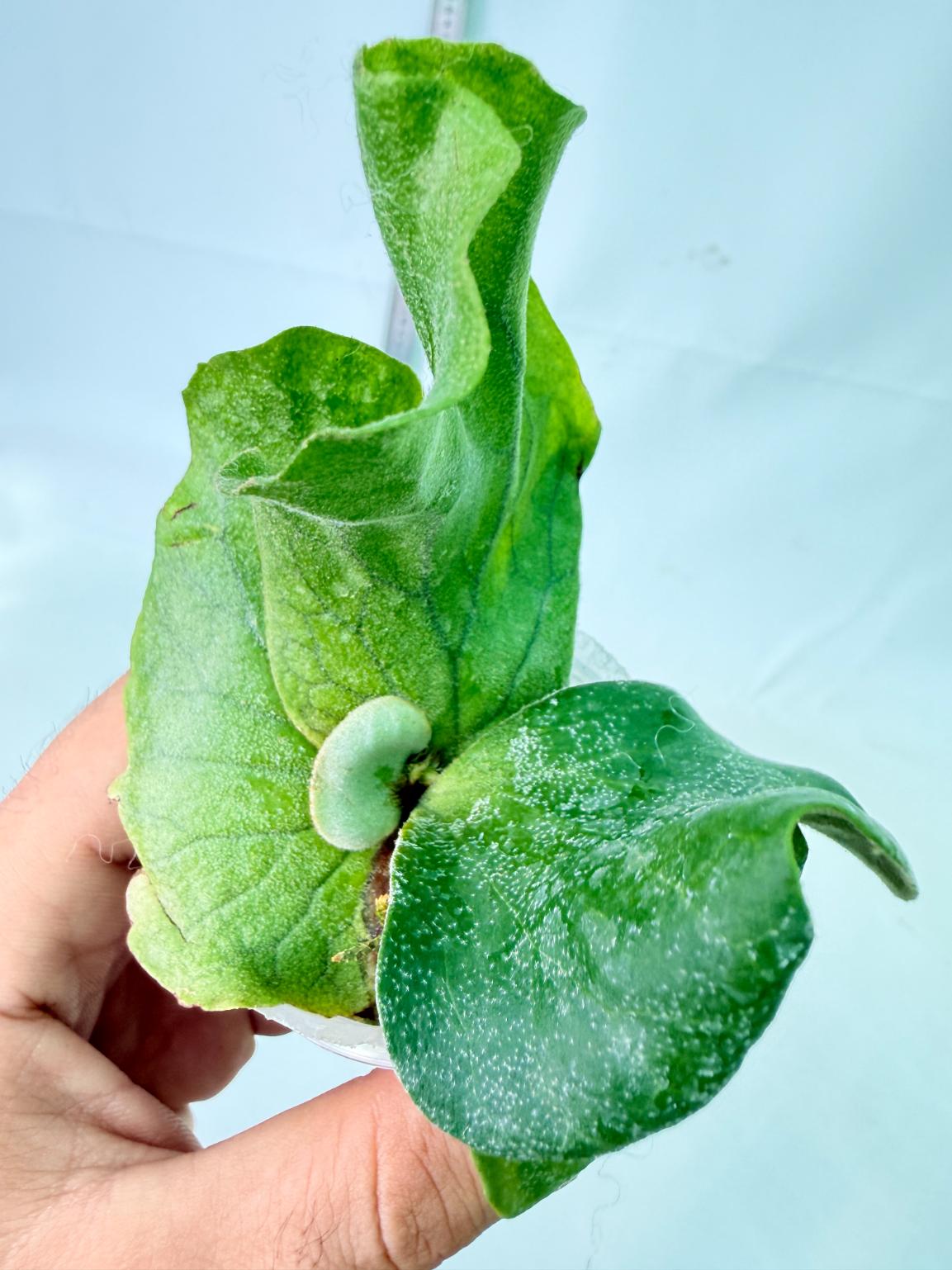 Platycerium Elephantotis 1