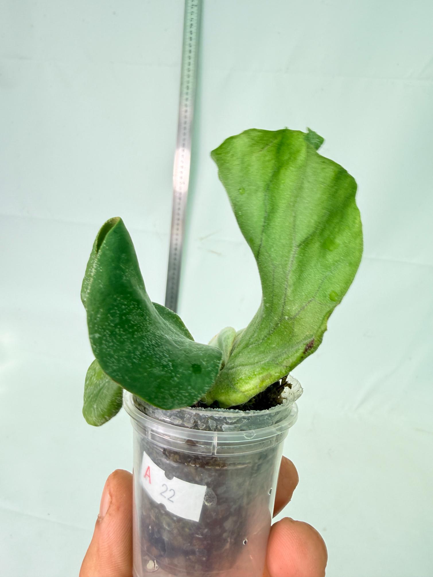 Platycerium Elephantotis 9