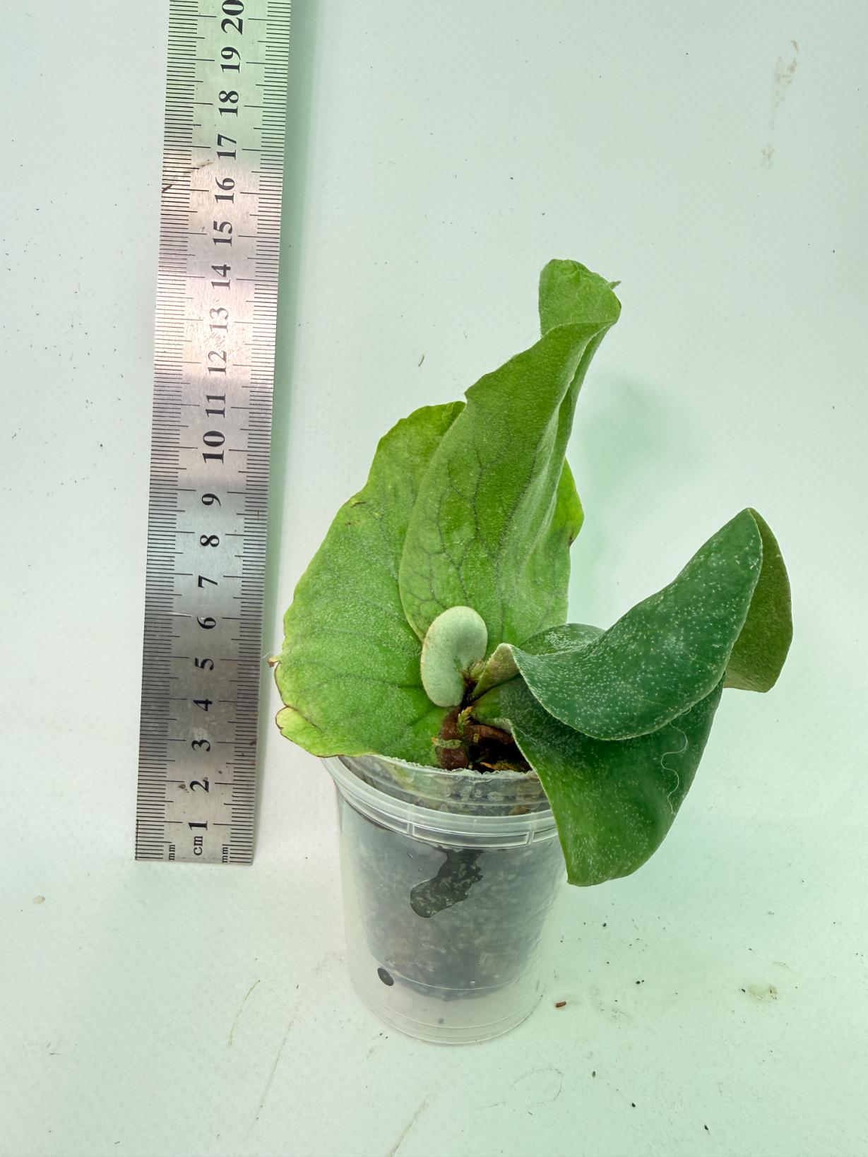 Platycerium Elephantotis 4