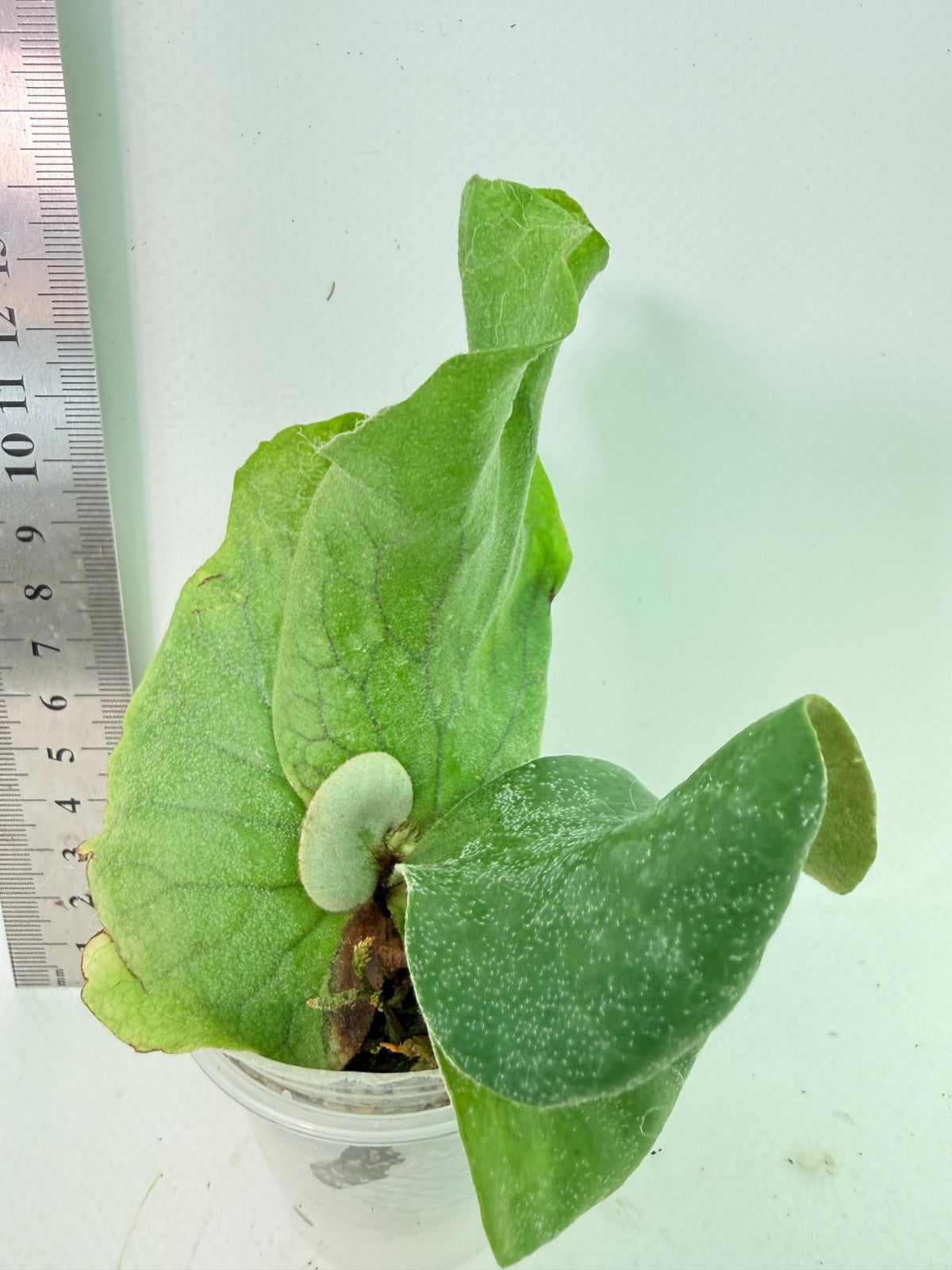 Platycerium Elephantotis 5