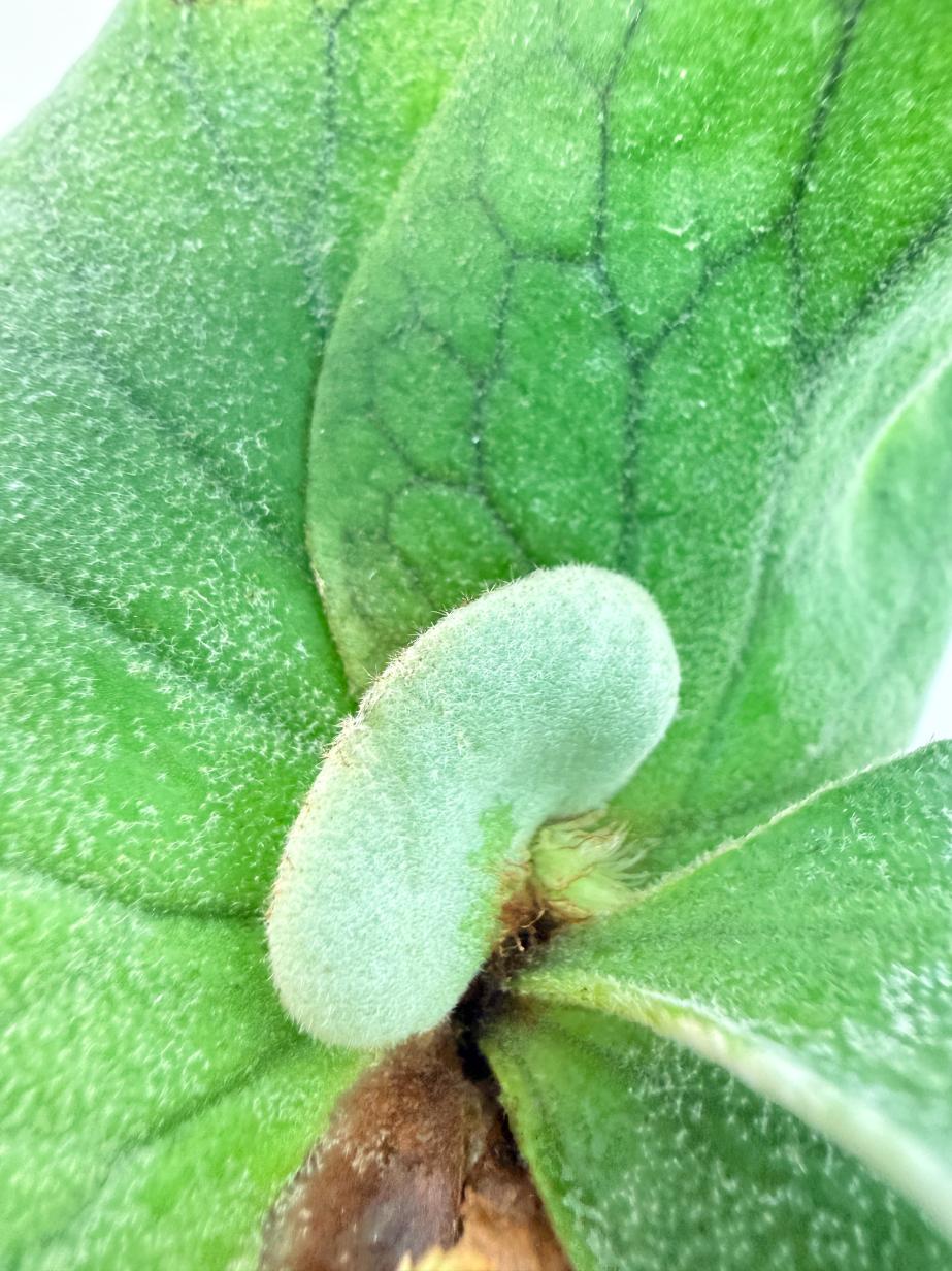 Platycerium Elephantotis 3