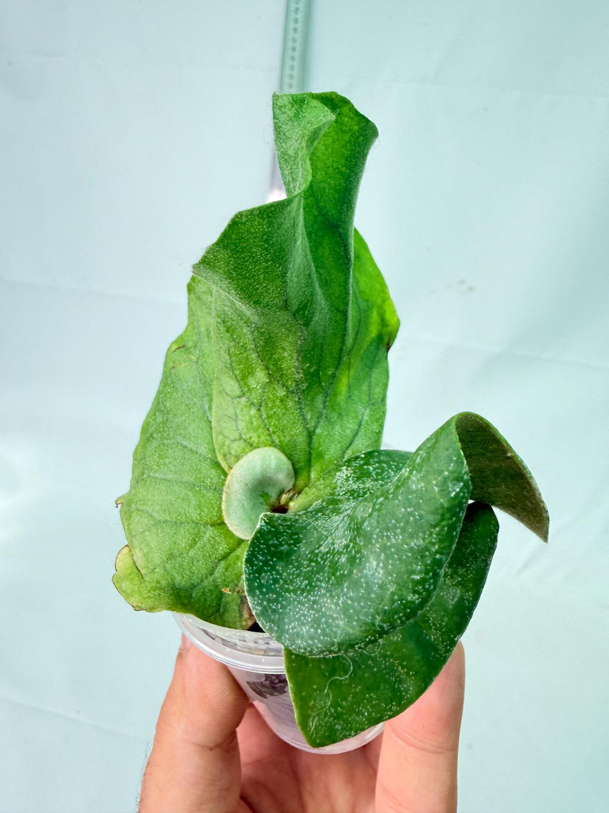 Platycerium Elephantotis 8