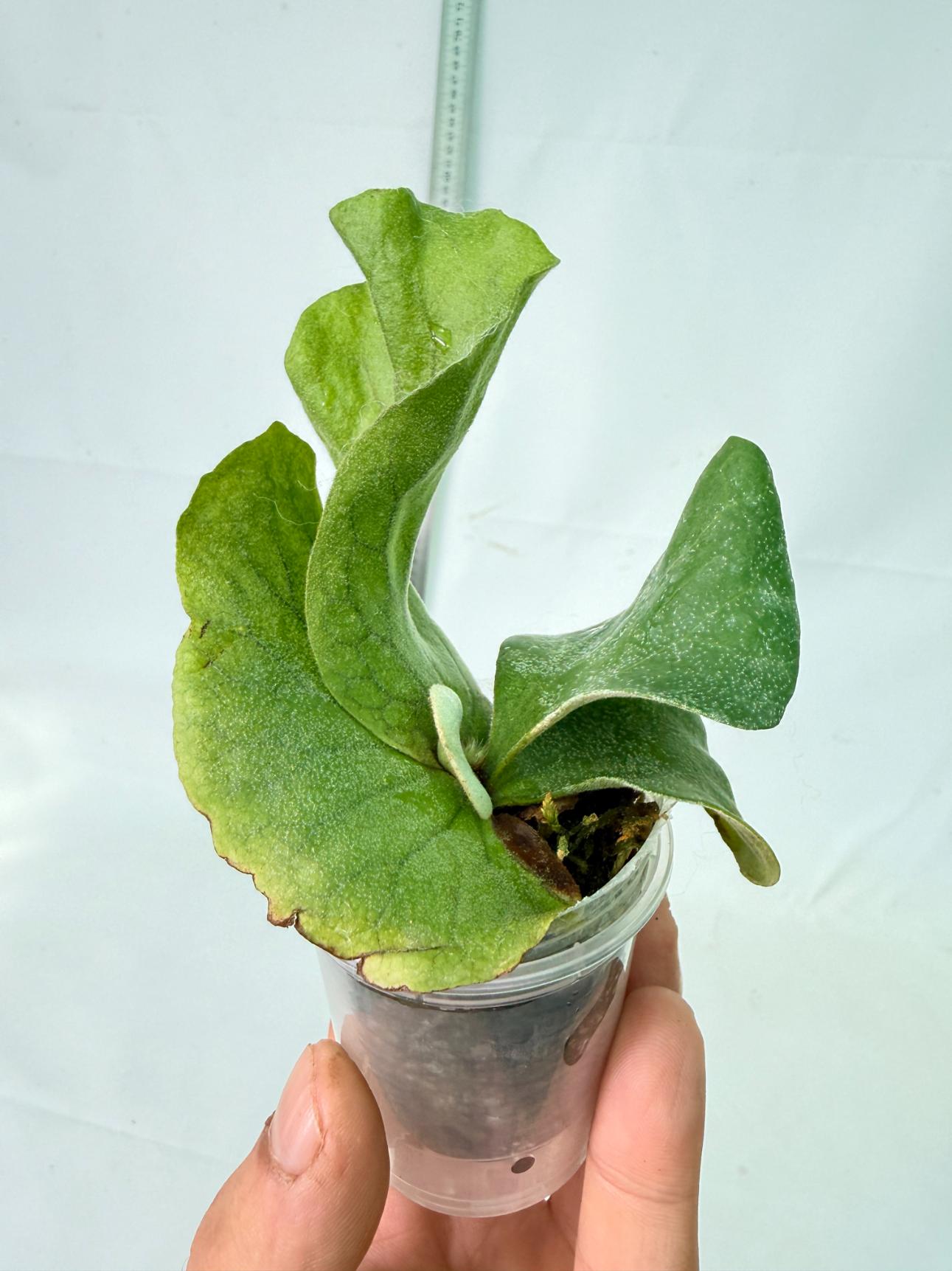 Platycerium Elephantotis 2