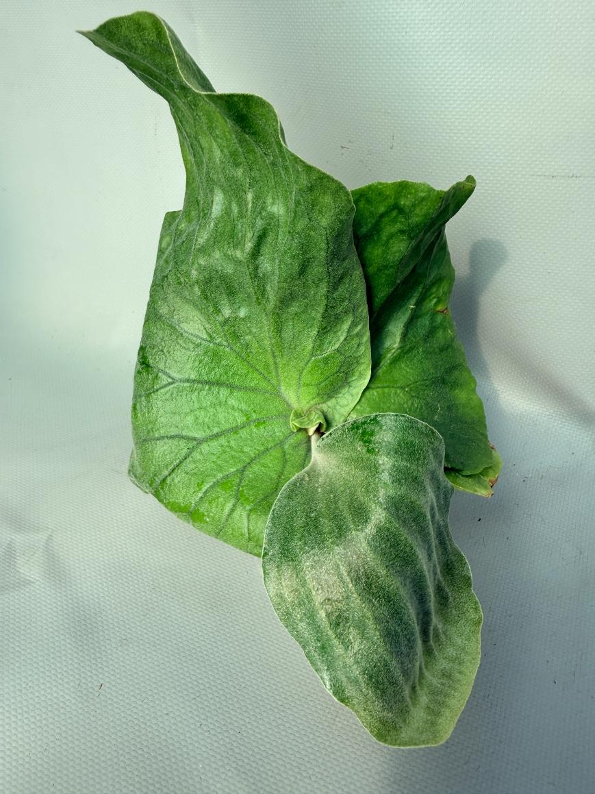 Platycerium Elephantotis var. Mammuthus 06