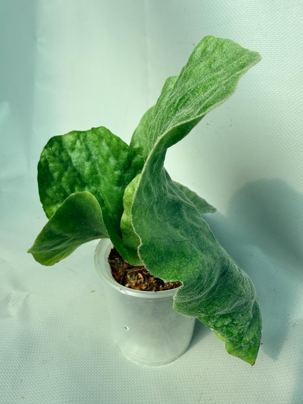 Platycerium Elephantotis var. Mammuthus 04