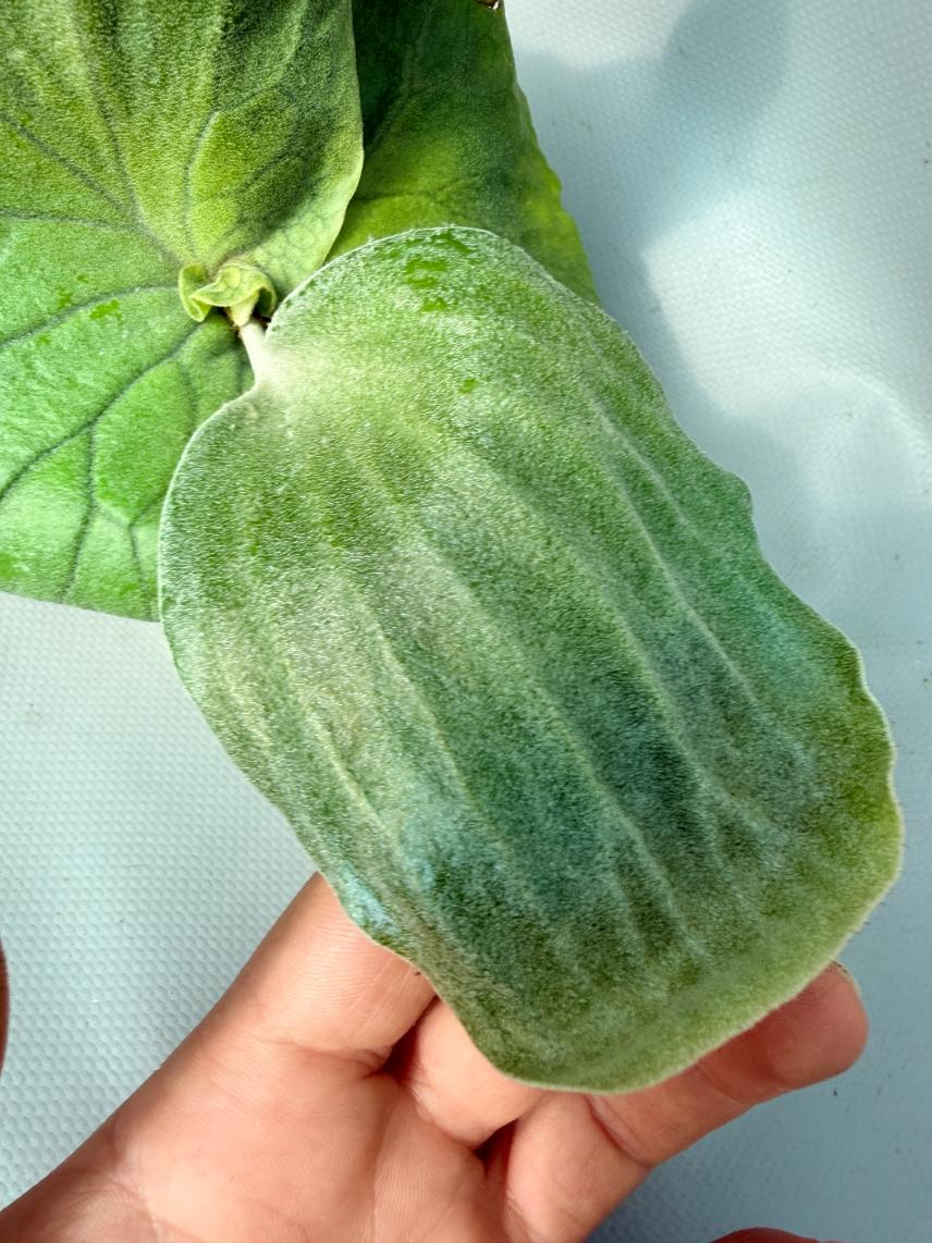 Platycerium Elephantotis var. Mammuthus 07