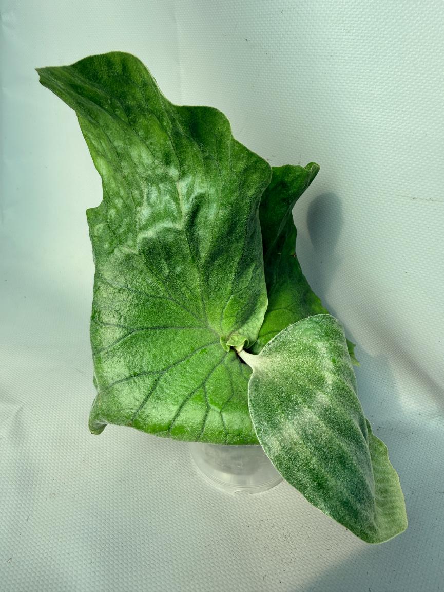 Platycerium Elephantotis var. Mammuthus 08