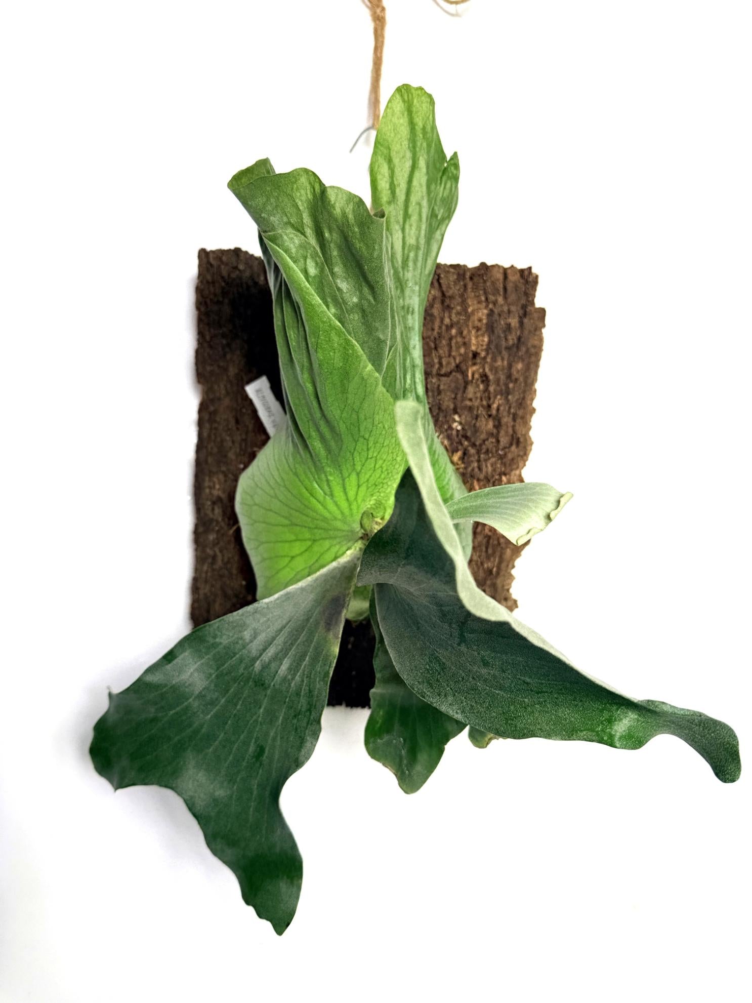 Platycerium Elephantotis x Alcicorne