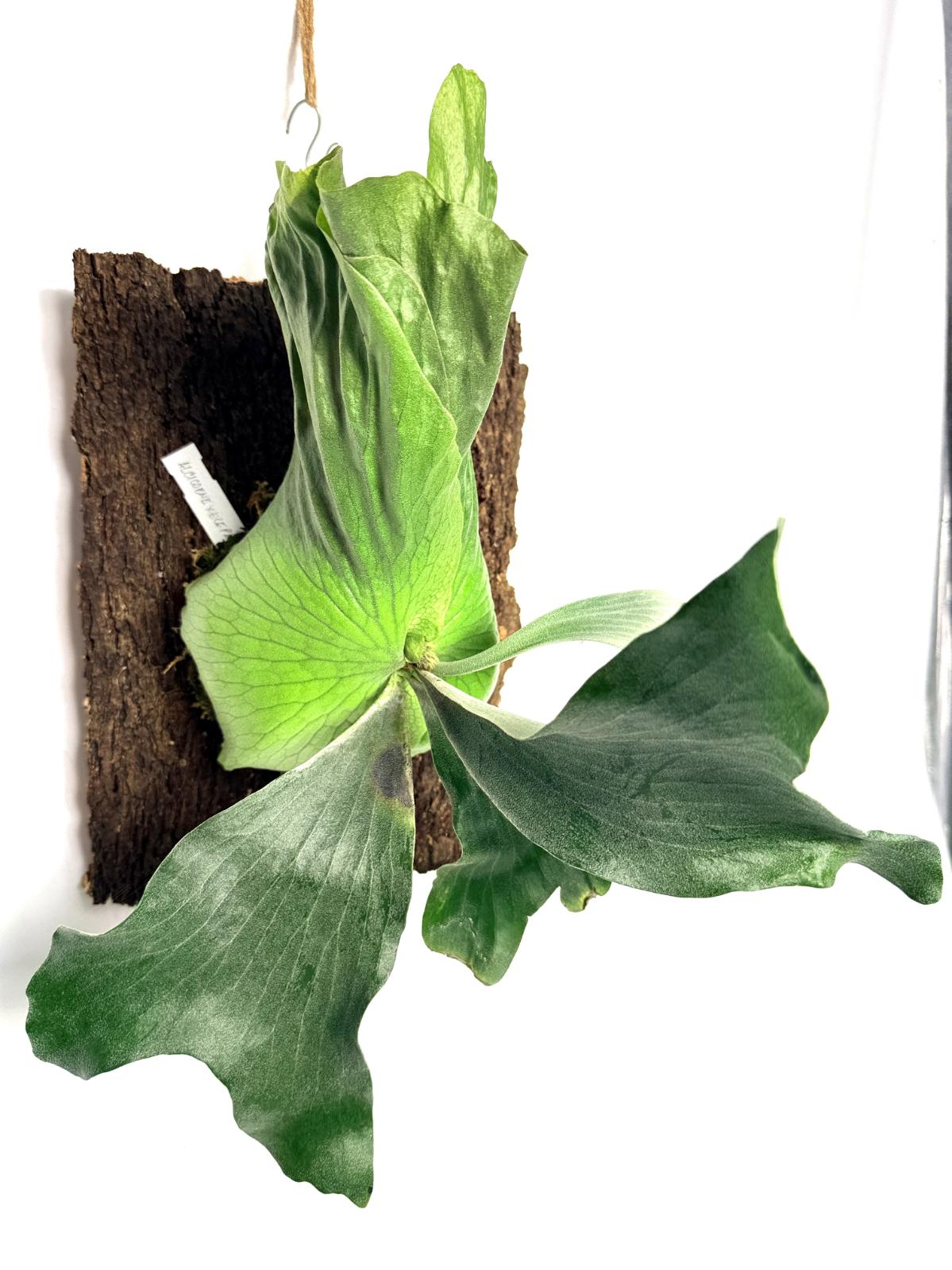 Platycerium Elephantotis x Alcicorne + mounted on the board