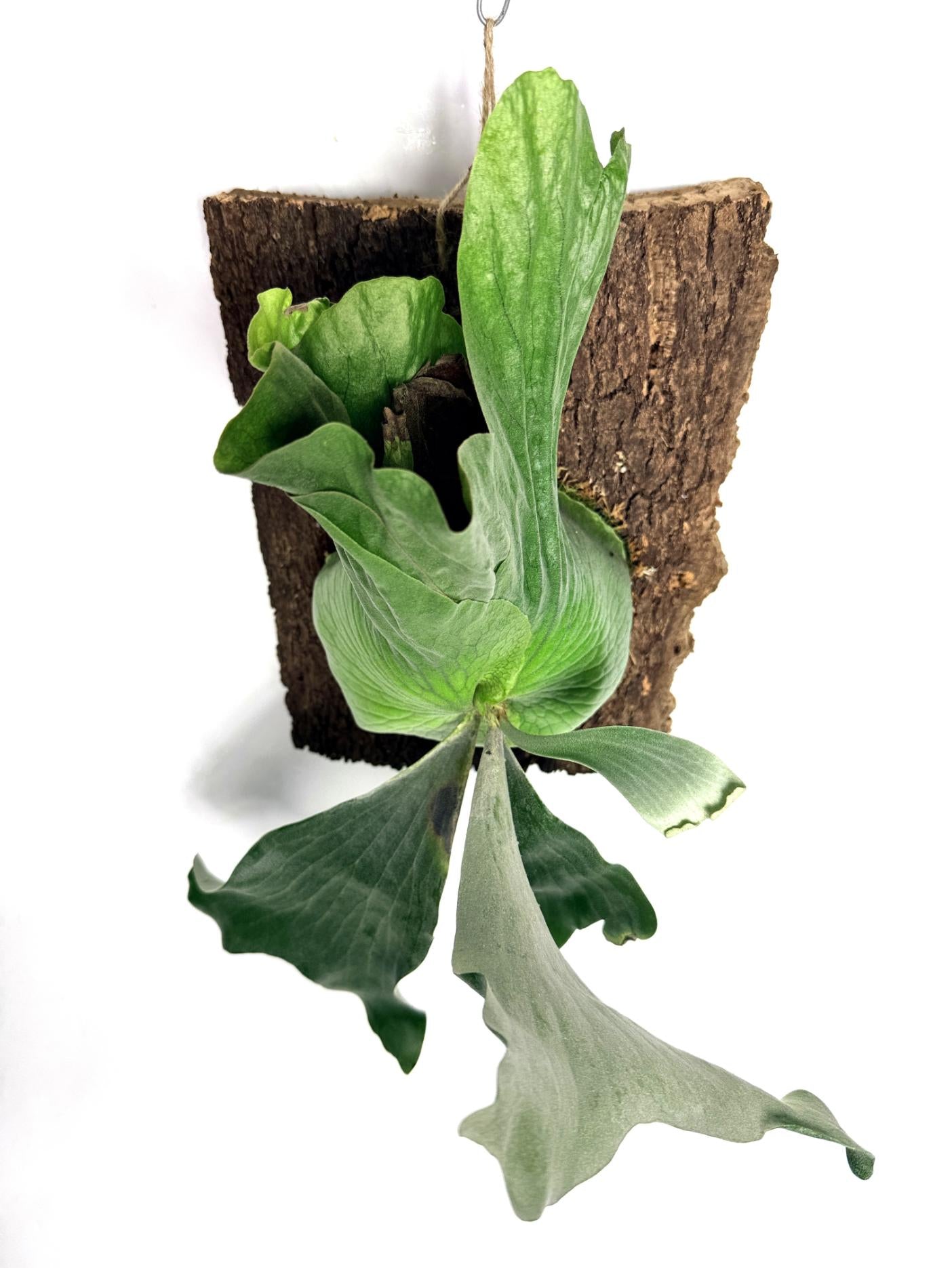 Platycerium Elephantotis x Alcicorne