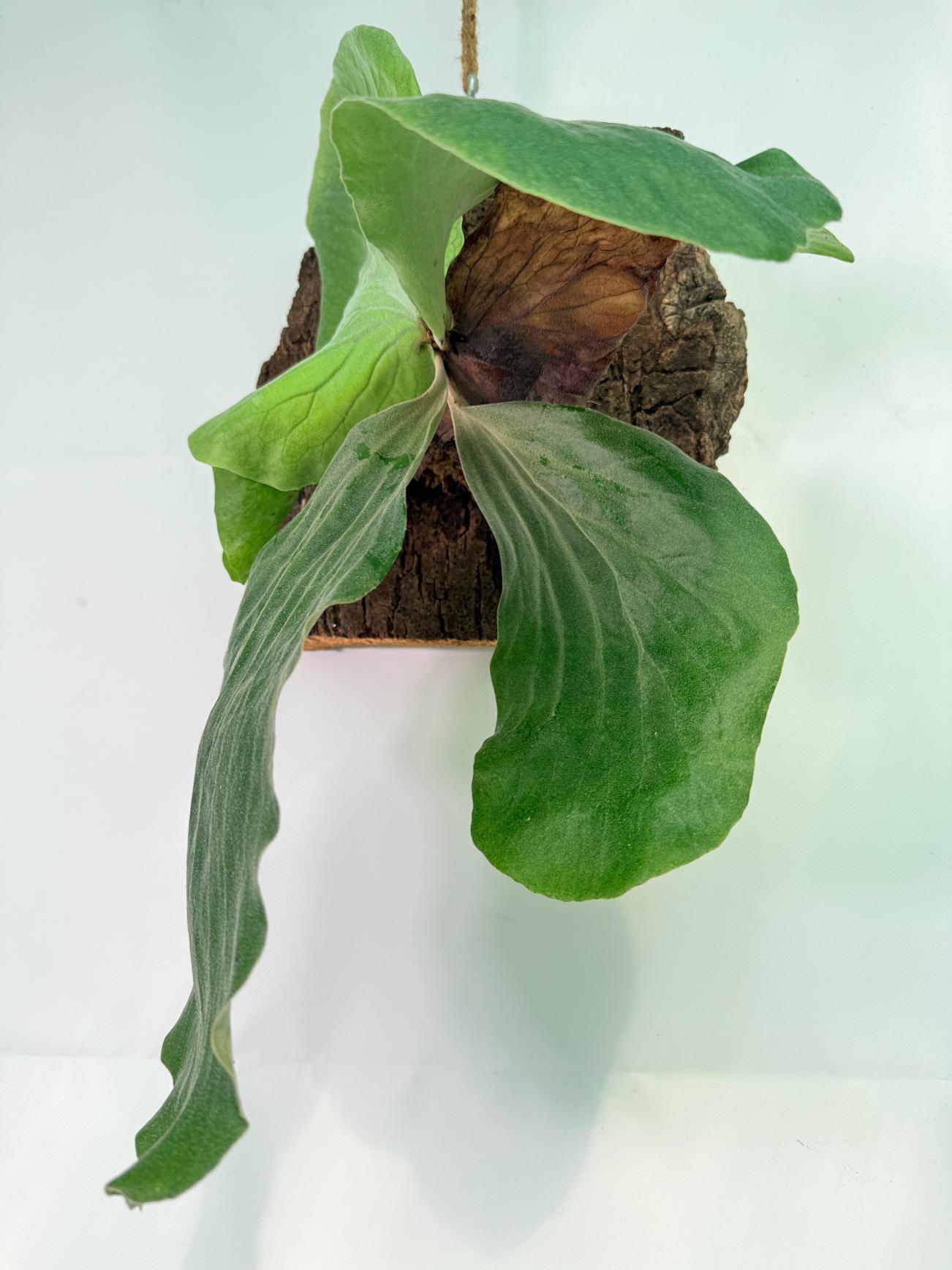 Platycerium Elephantotis var. Mammuthus + mounted on the board 07