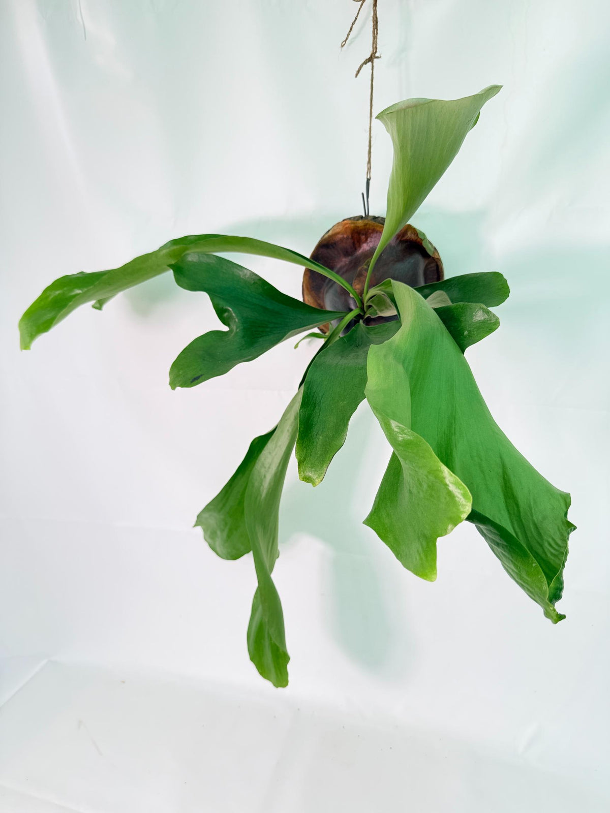 Platycerium Ellisii + mounted on the board 02