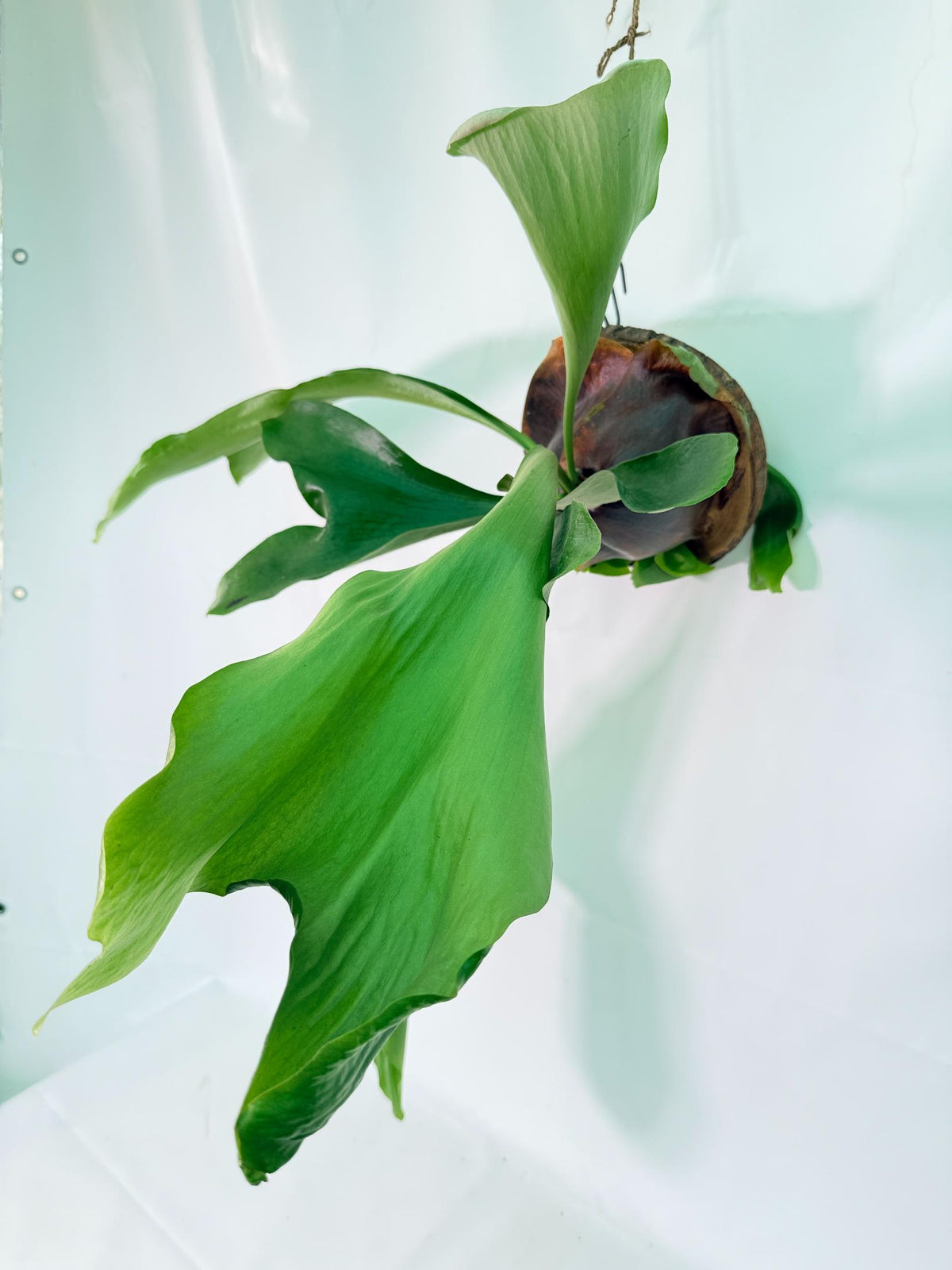Platycerium Ellisii + mounted on the board 01