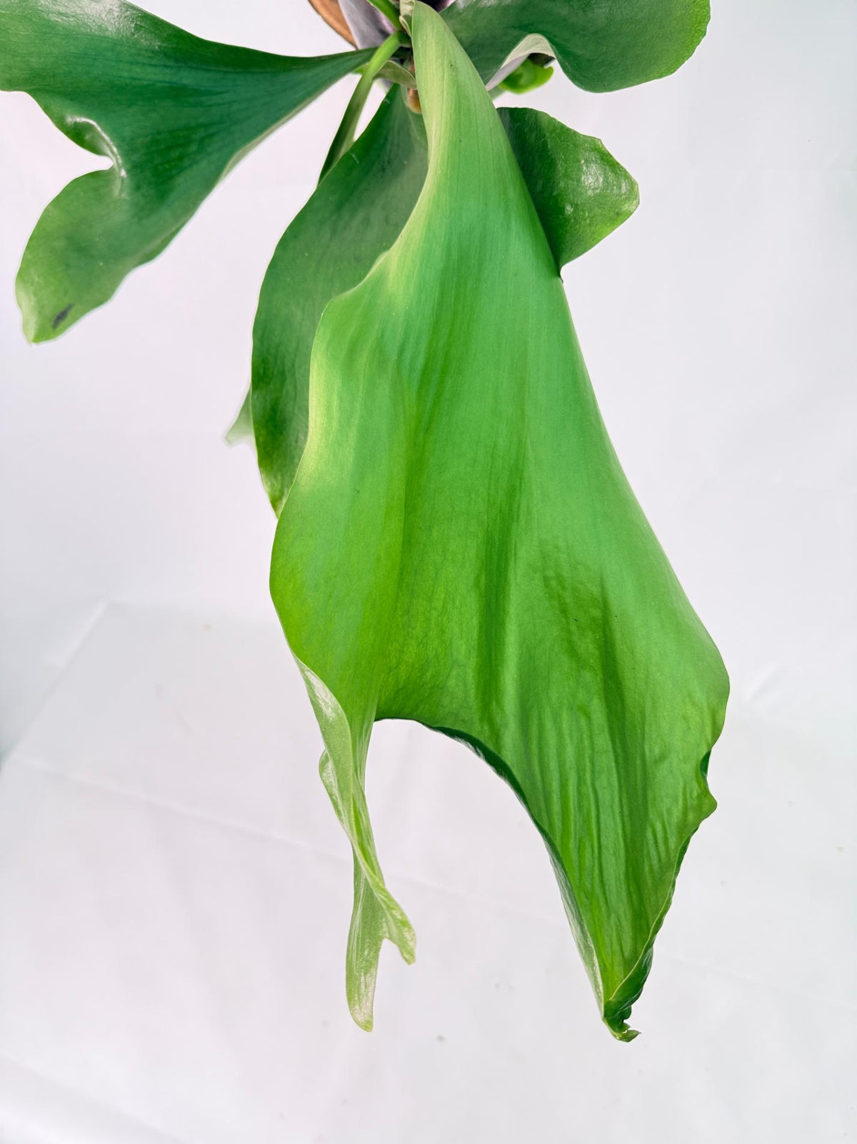 Platycerium Ellisii + mounted on the board 06