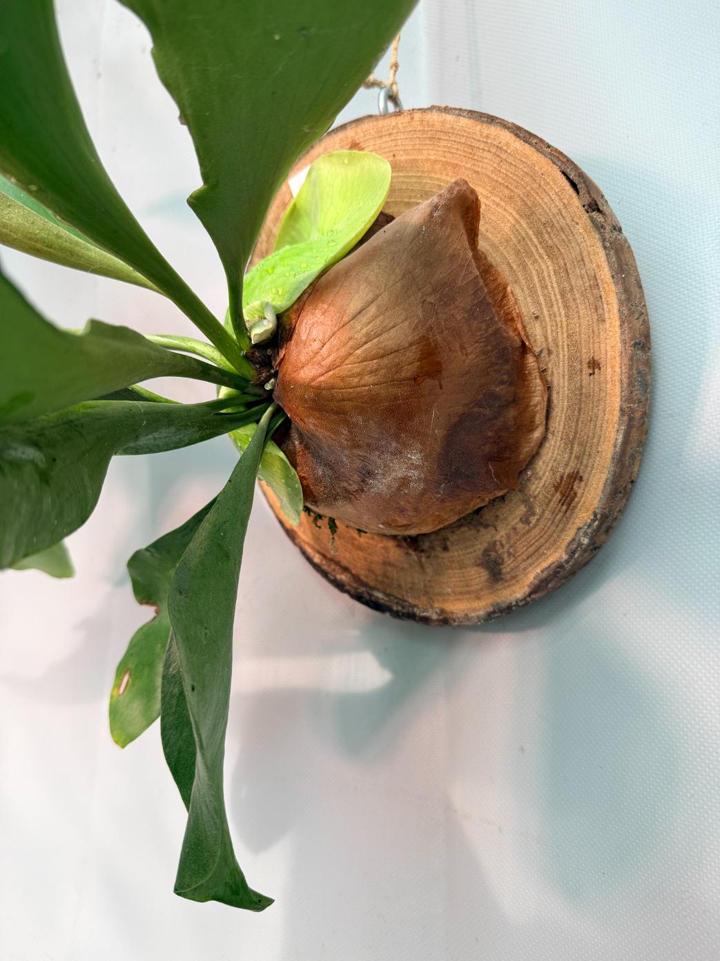Platycerium Ellisii + mounted on the board 05