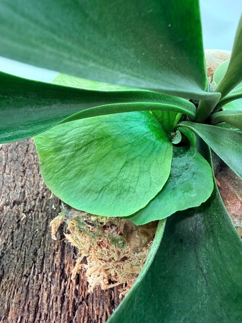 Platycerium Ellisii + mounted on the board 06