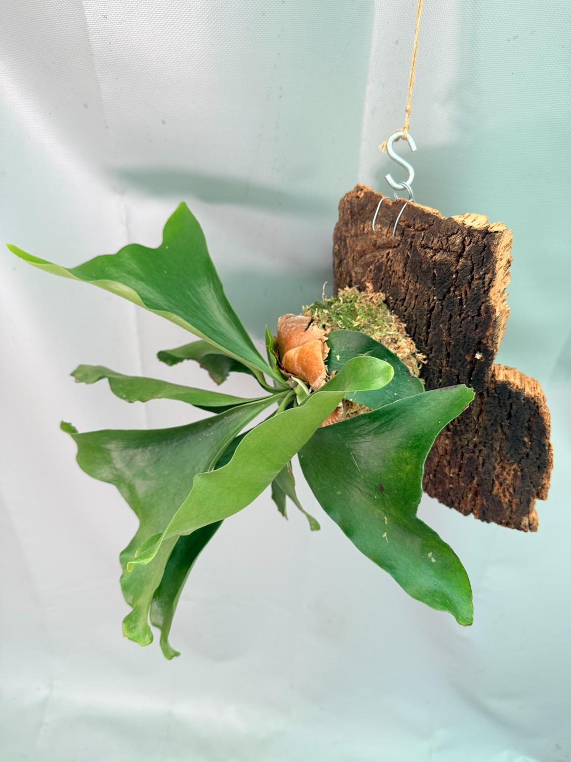 Platycerium Ellisii + mounted on the board 08