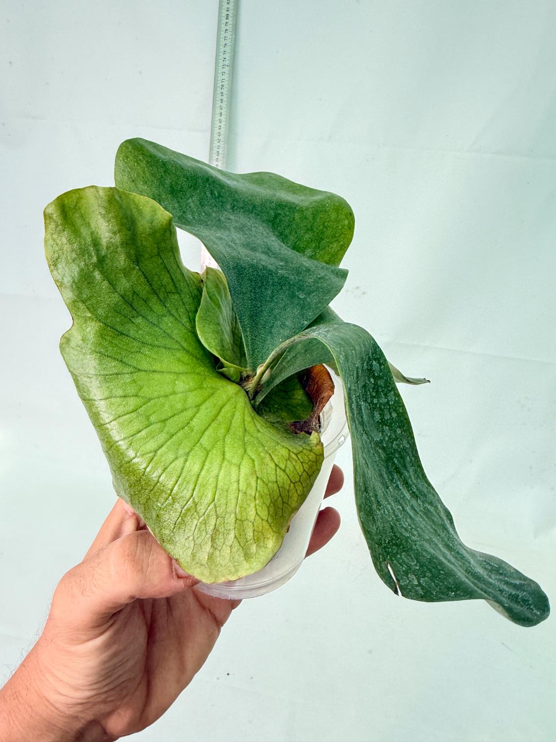 Platycerium Ellisii x Elephantotis 2