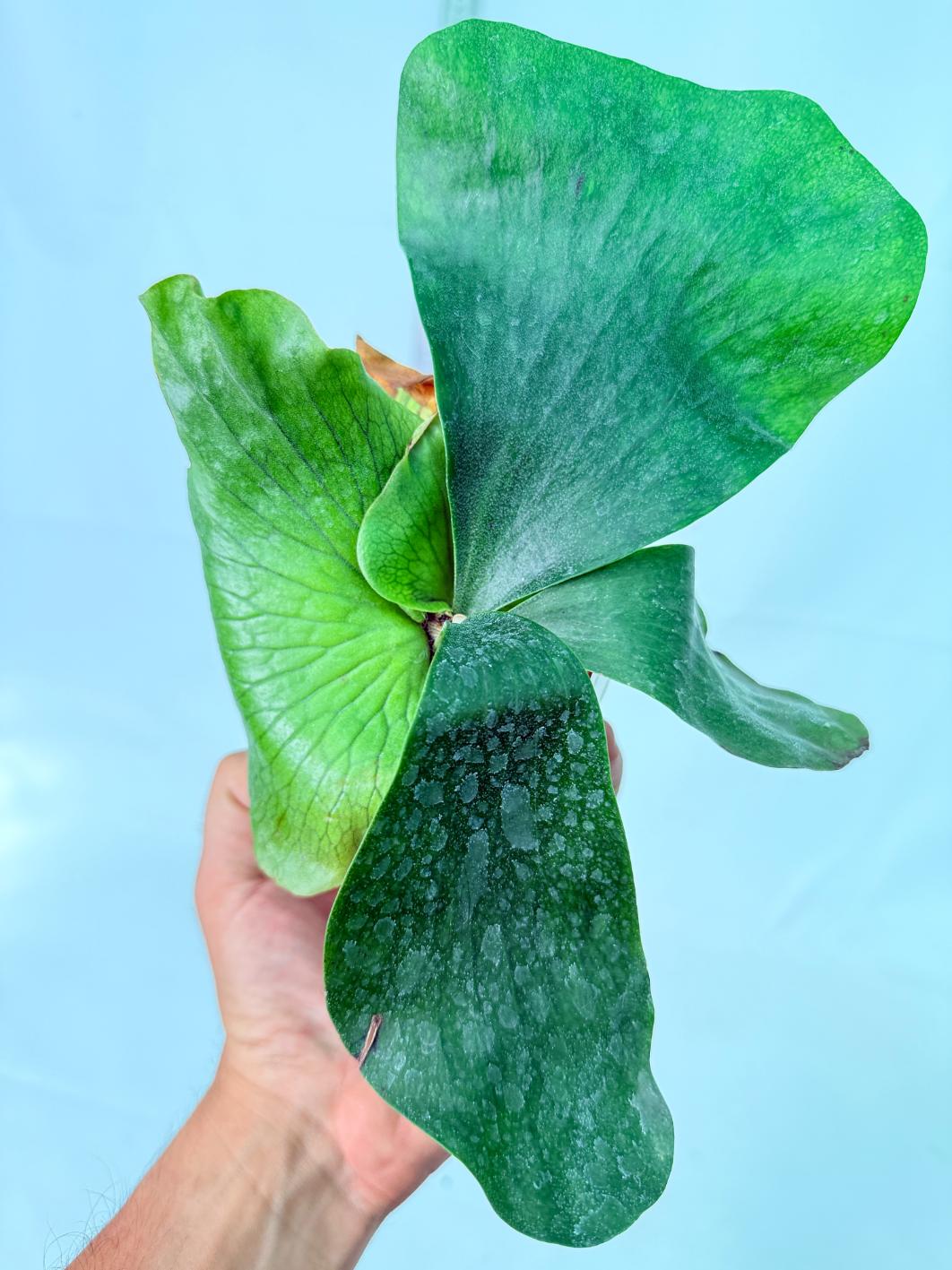 Platycerium Ellisii x Elephantotis 1