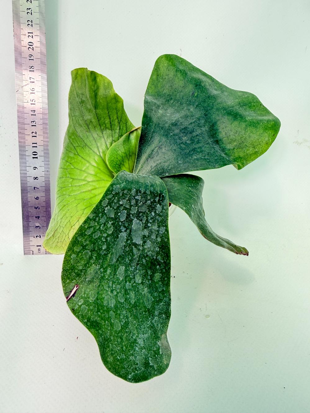 Platycerium Ellisii x Elephantotis 3
