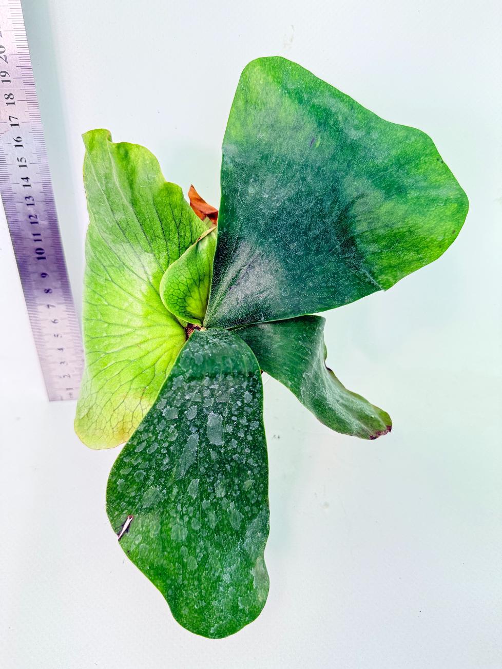 Platycerium Ellisii x Elephantotis 5