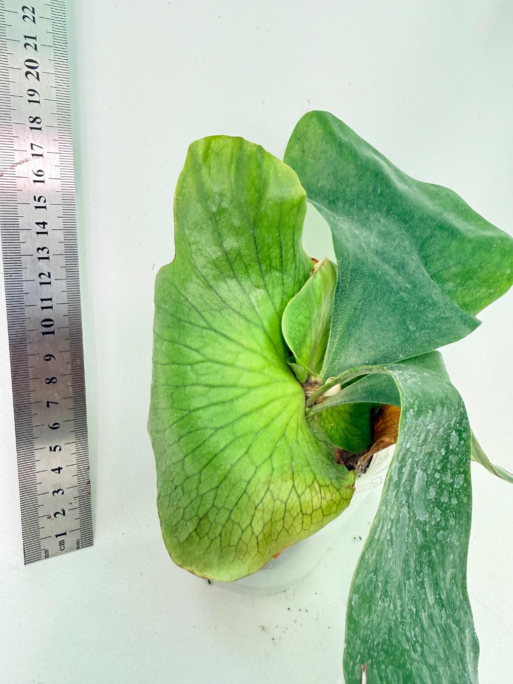 Platycerium Ellisii x Elephantotis 