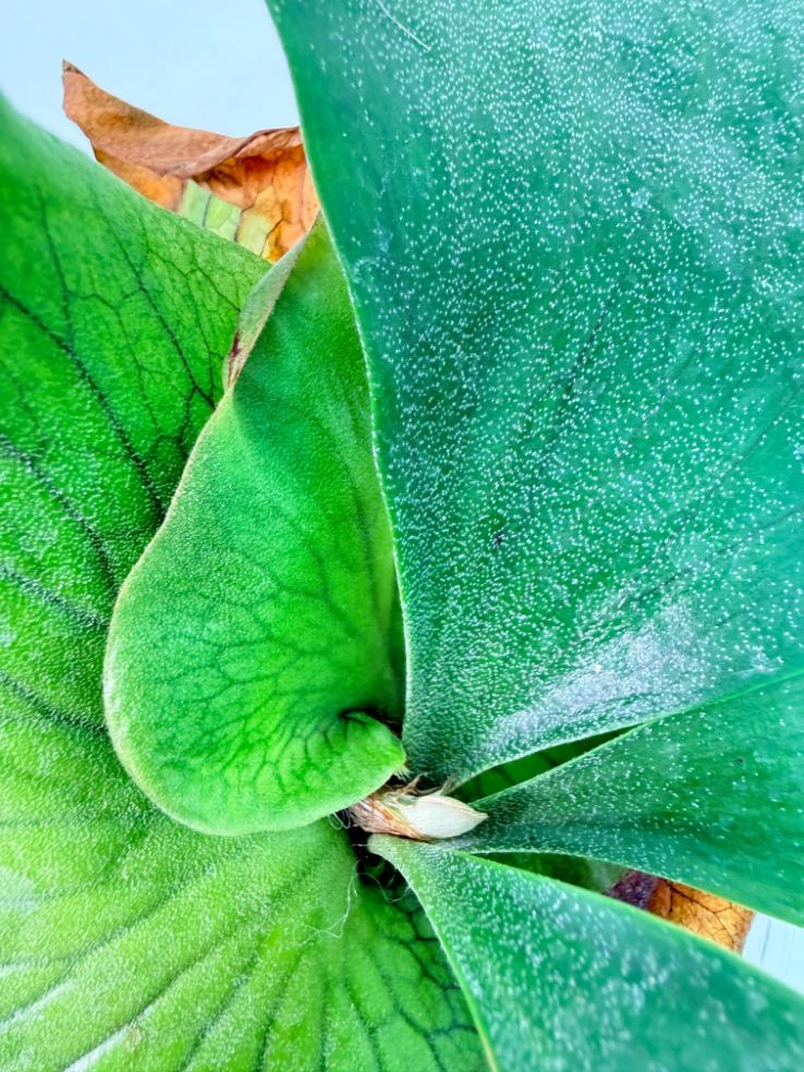 Platycerium Ellisii x Elephantotis 4