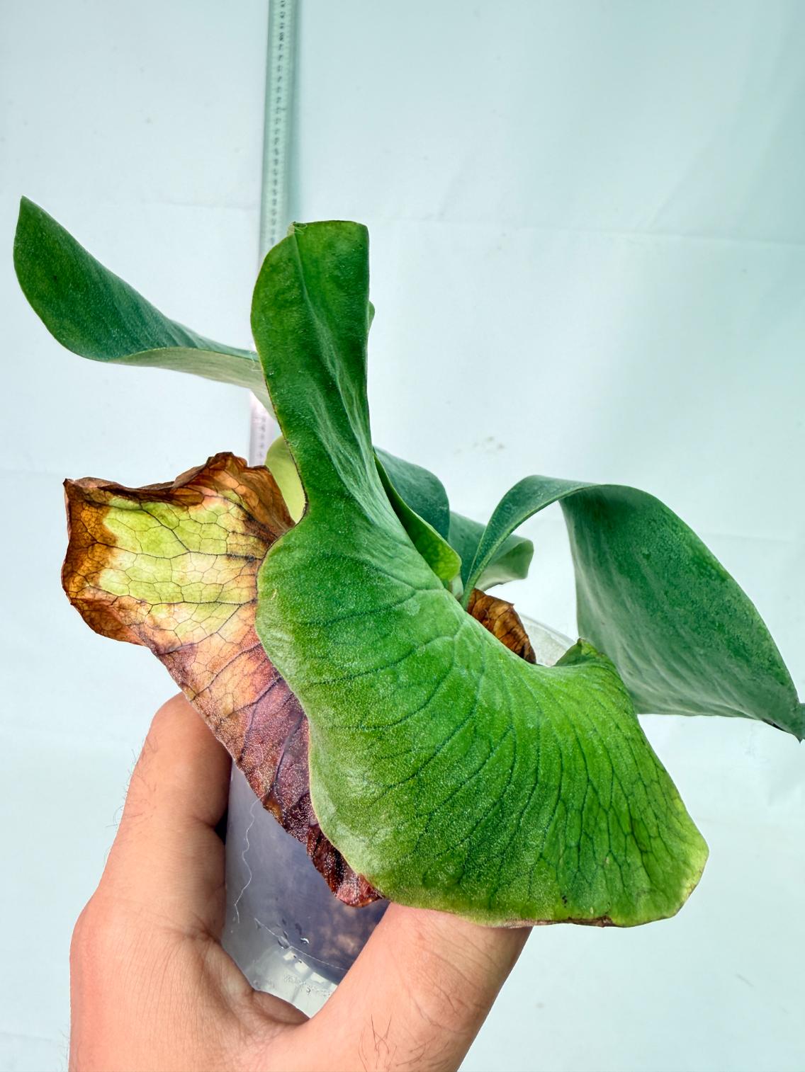 Platycerium Ellisii x Elephantotis 9