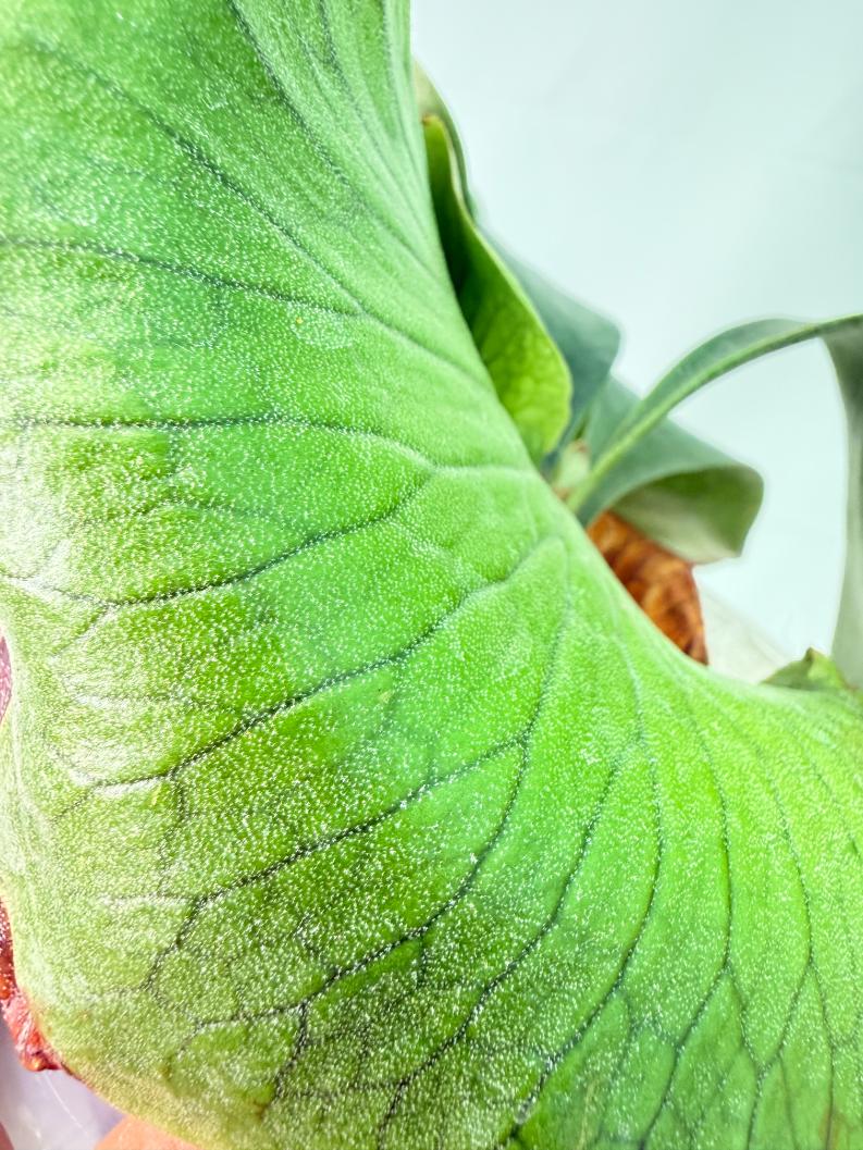 Platycerium Ellisii x Elephantotis 7