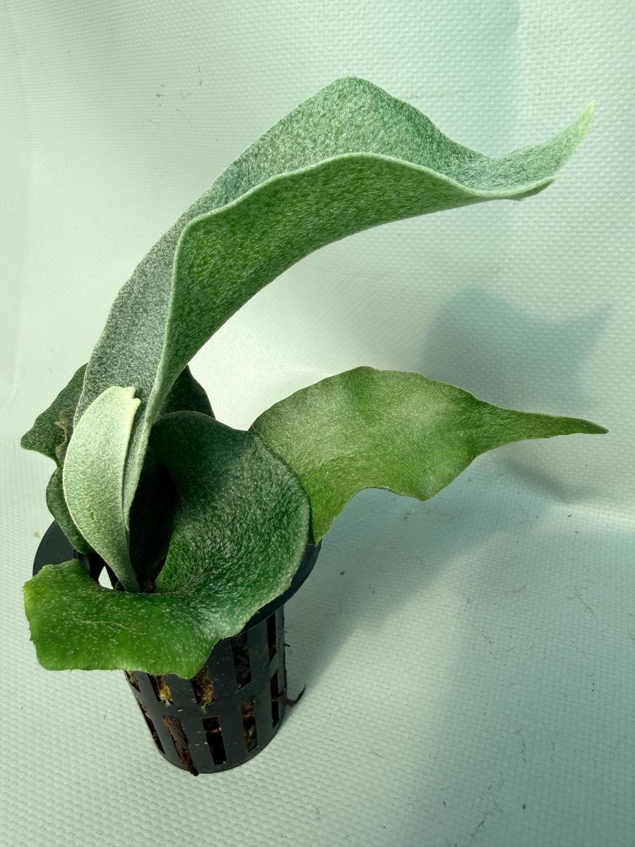 Platycerium FSQ 'White Windmill' 03