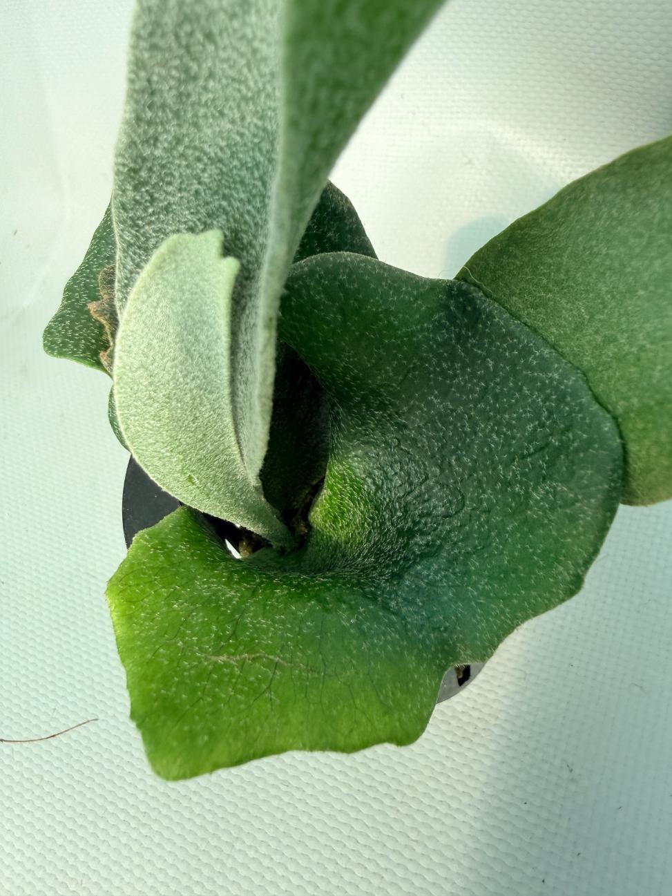 Platycerium FSQ 'White Windmill' 04