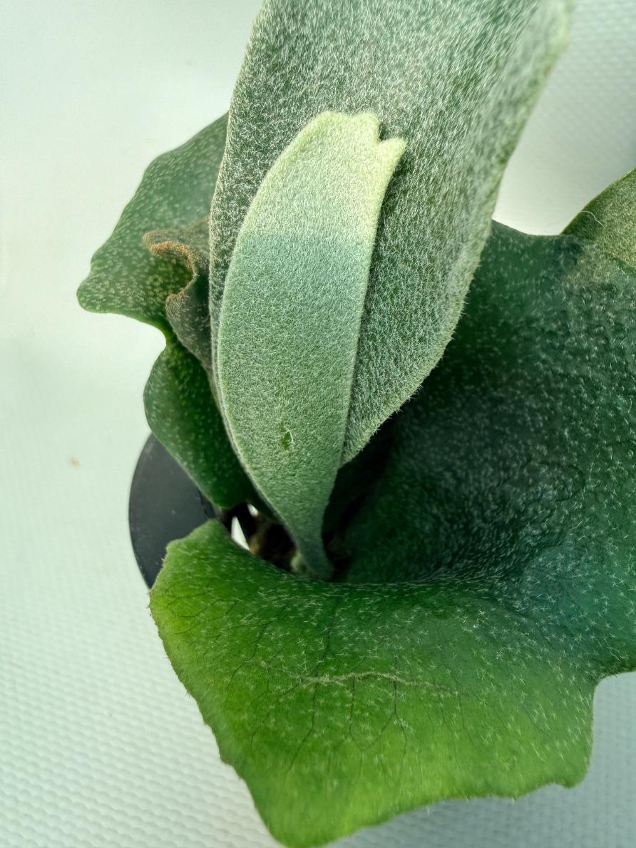 Platycerium FSQ 'White Windmill' 05