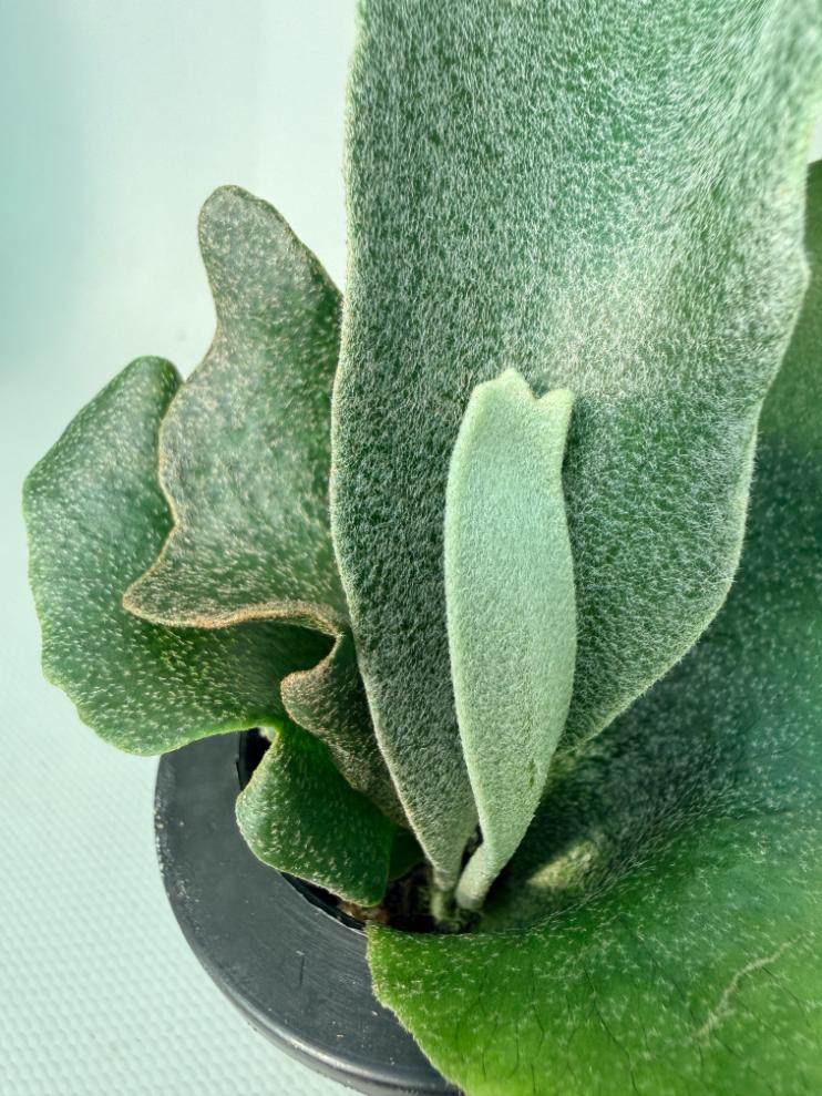 Platycerium FSQ 'White Windmill' 06