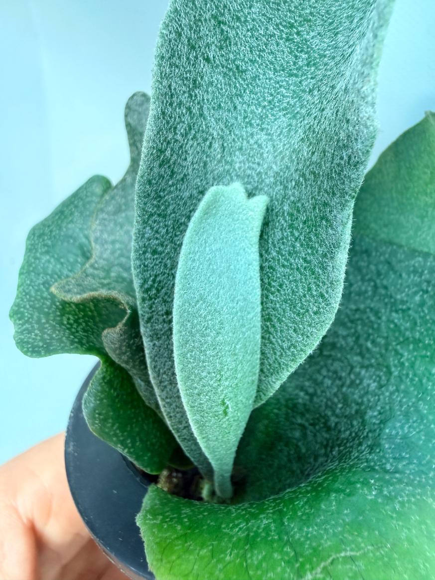 Platycerium FSQ 'White Windmill' 07