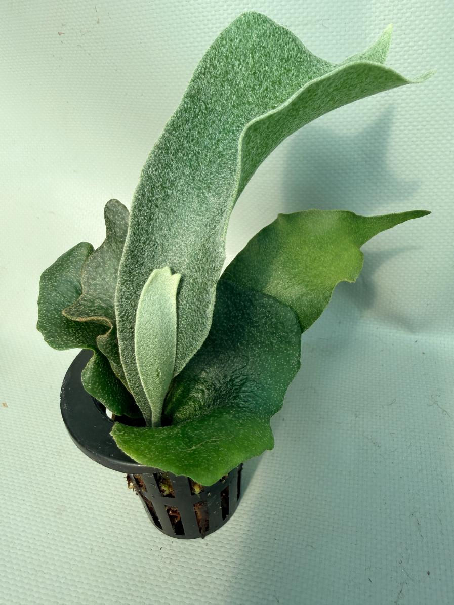 Platycerium FSQ 'White Windmill' 09