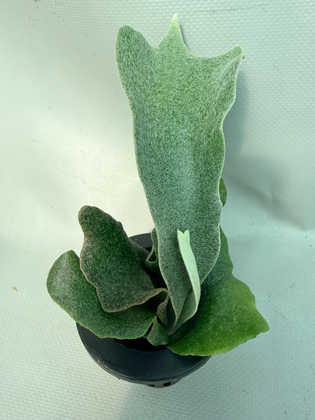 Platycerium FSQ 'White Windmill' 10