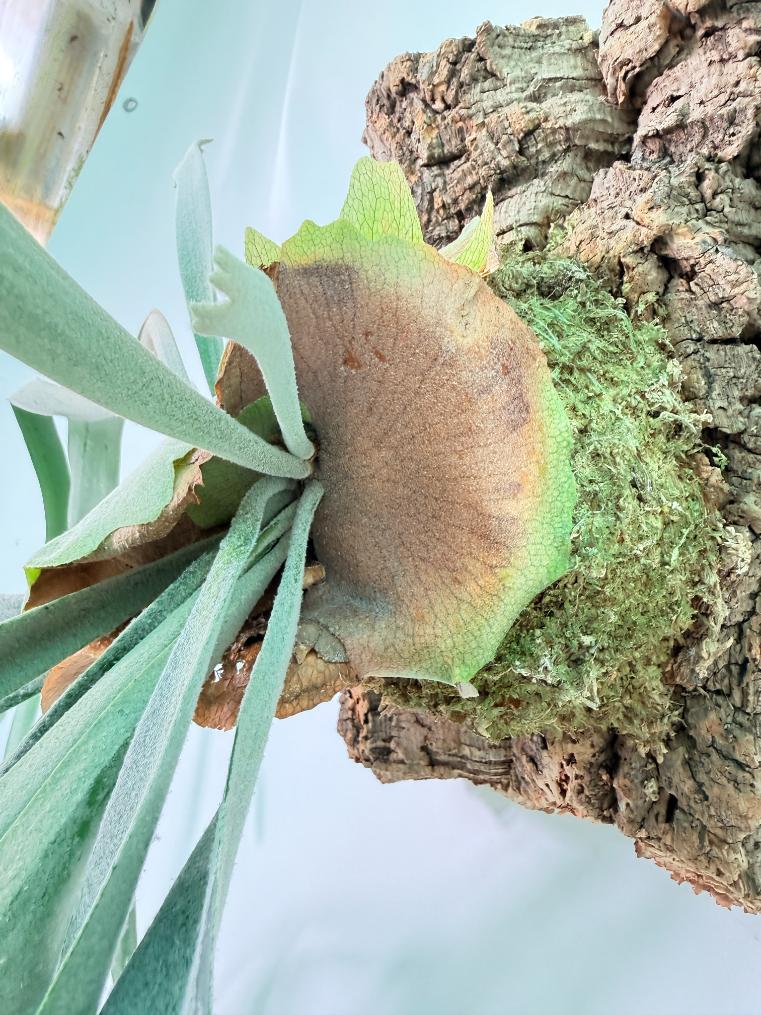 Platycerium FoongSiQiQQ + mounted on the board 10