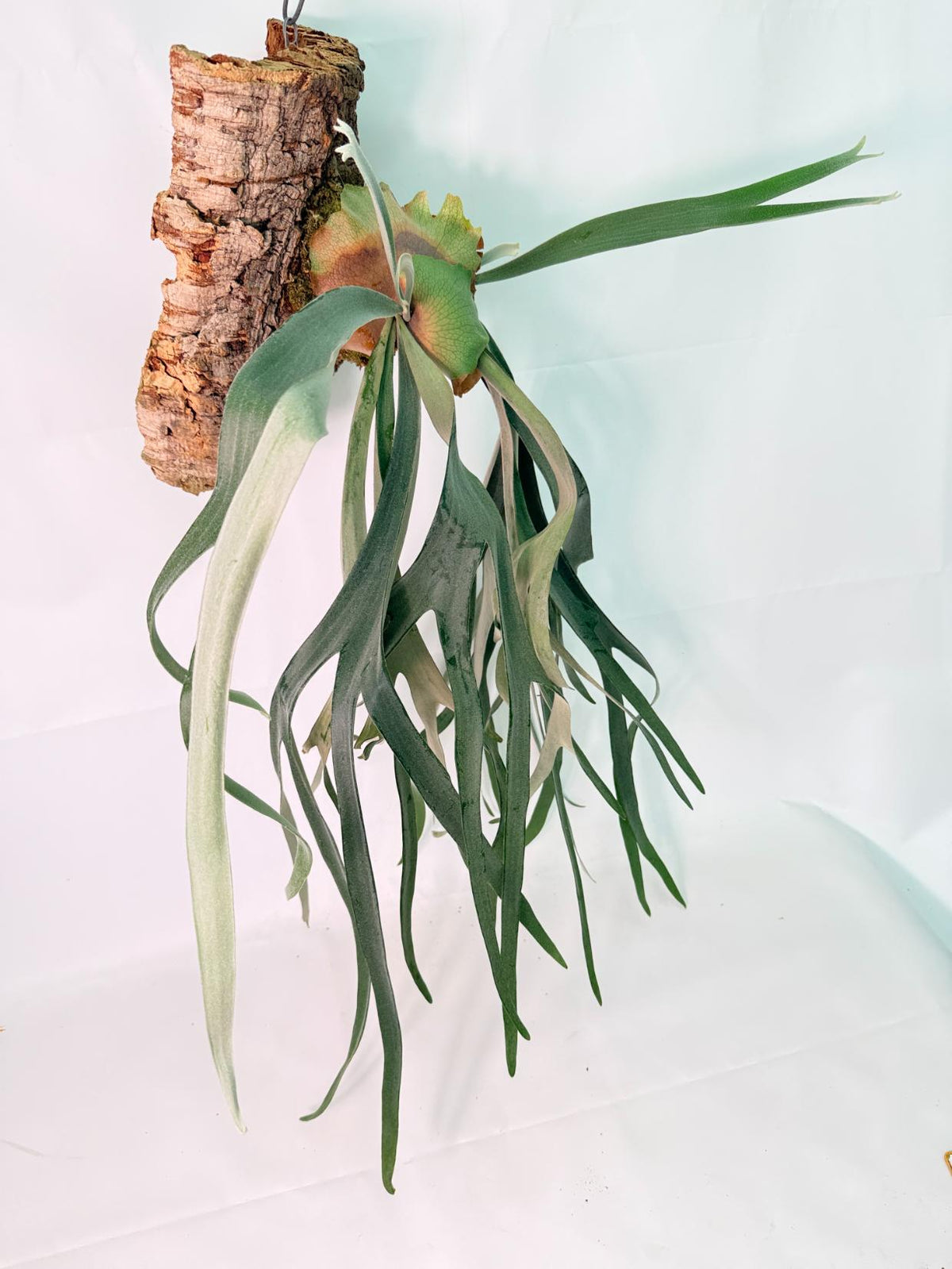 Platycerium FoongSiQiQQ + mounted on the board 14