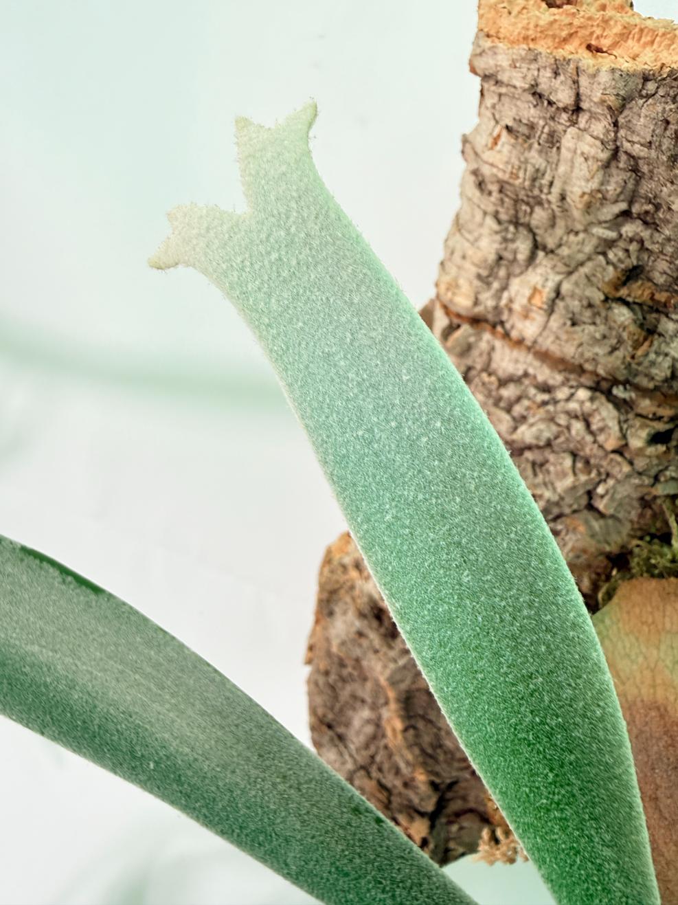 Platycerium FoongSiQiQQ + mounted on the board 06