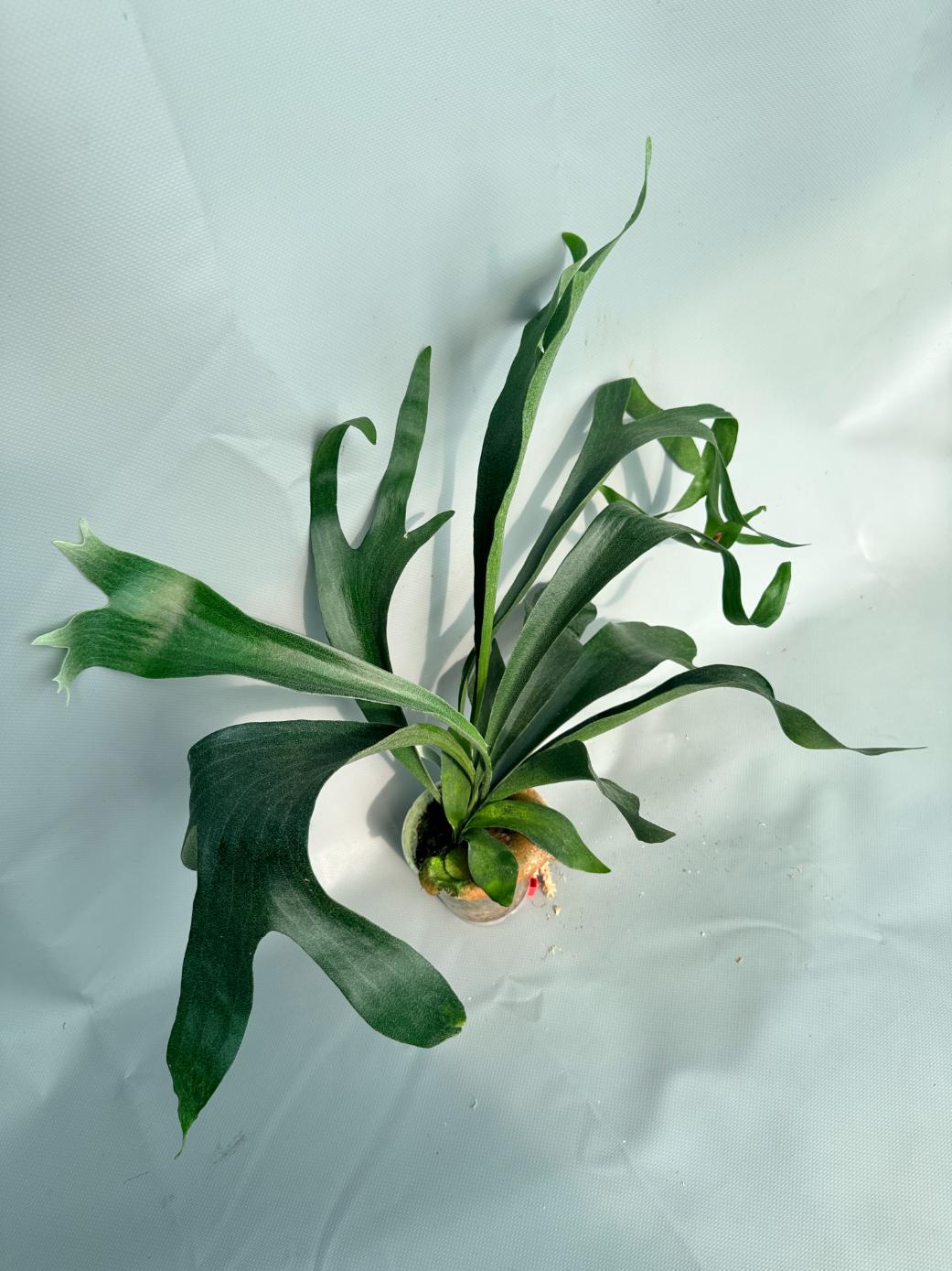 ビカクシダ Platycerium ss foong Platycerium SS Foong | Welovetropicalplants ビカクシダ