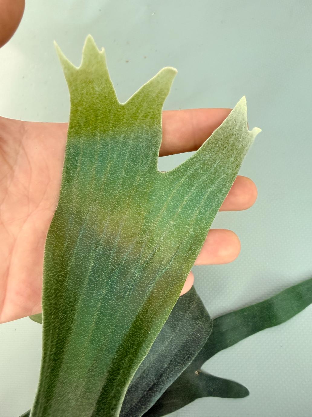 Platycerium SS Foong | Welovetropicalplants