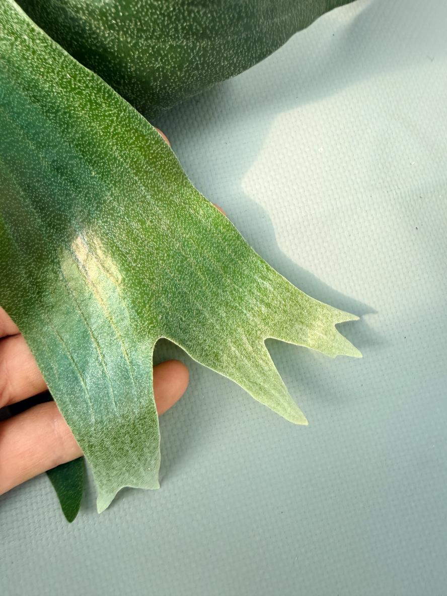 Platycerium SS Foong 04