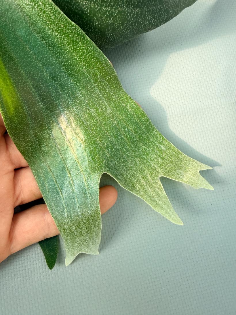 Platycerium SS Foong 05