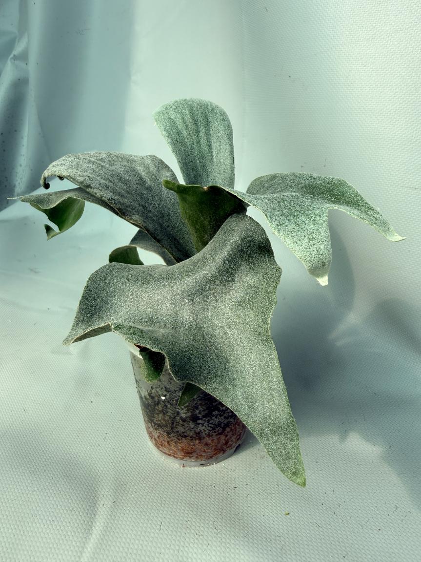 Platycerium Ginka | Welovetropicalplants