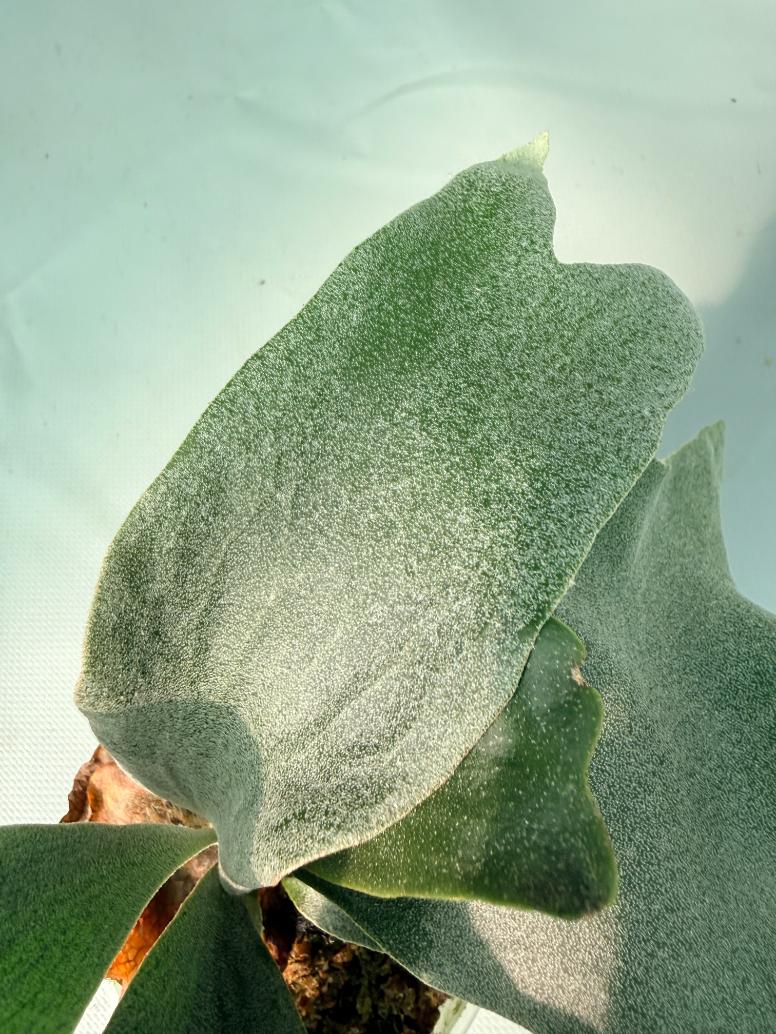 Platycerium Ginka | Welovetropicalplants