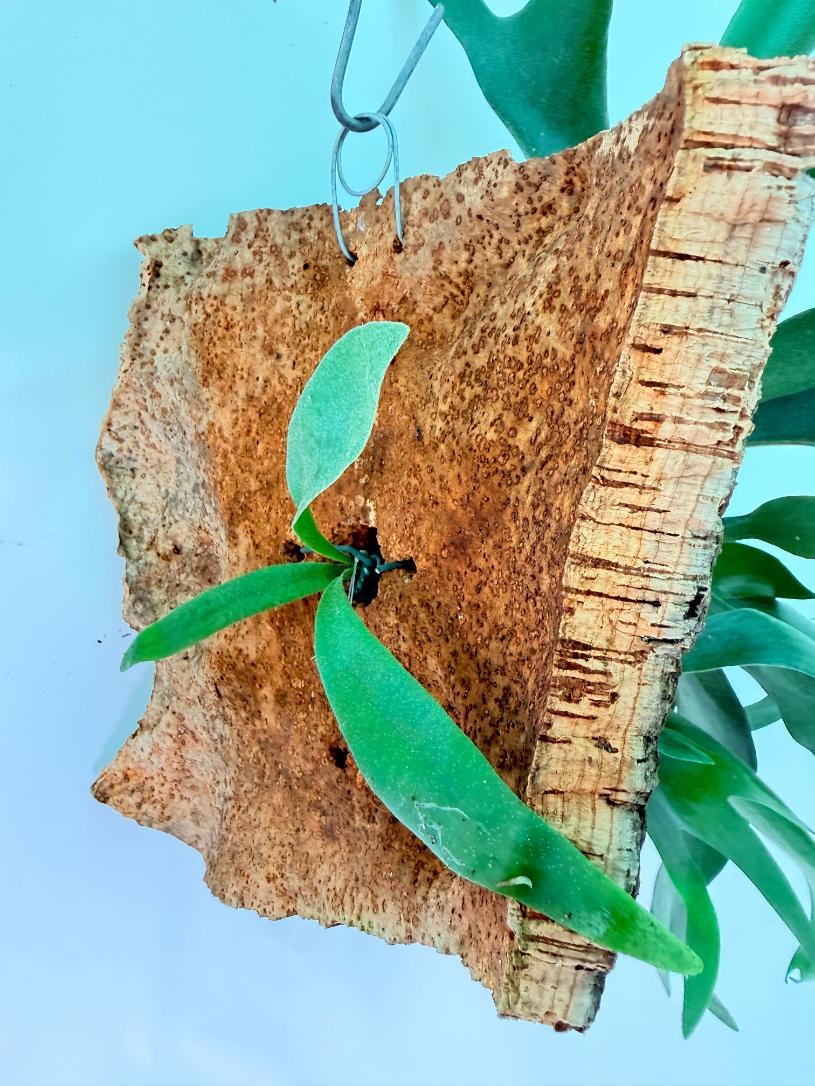 Platycerium Ginka + mounted on the board 09