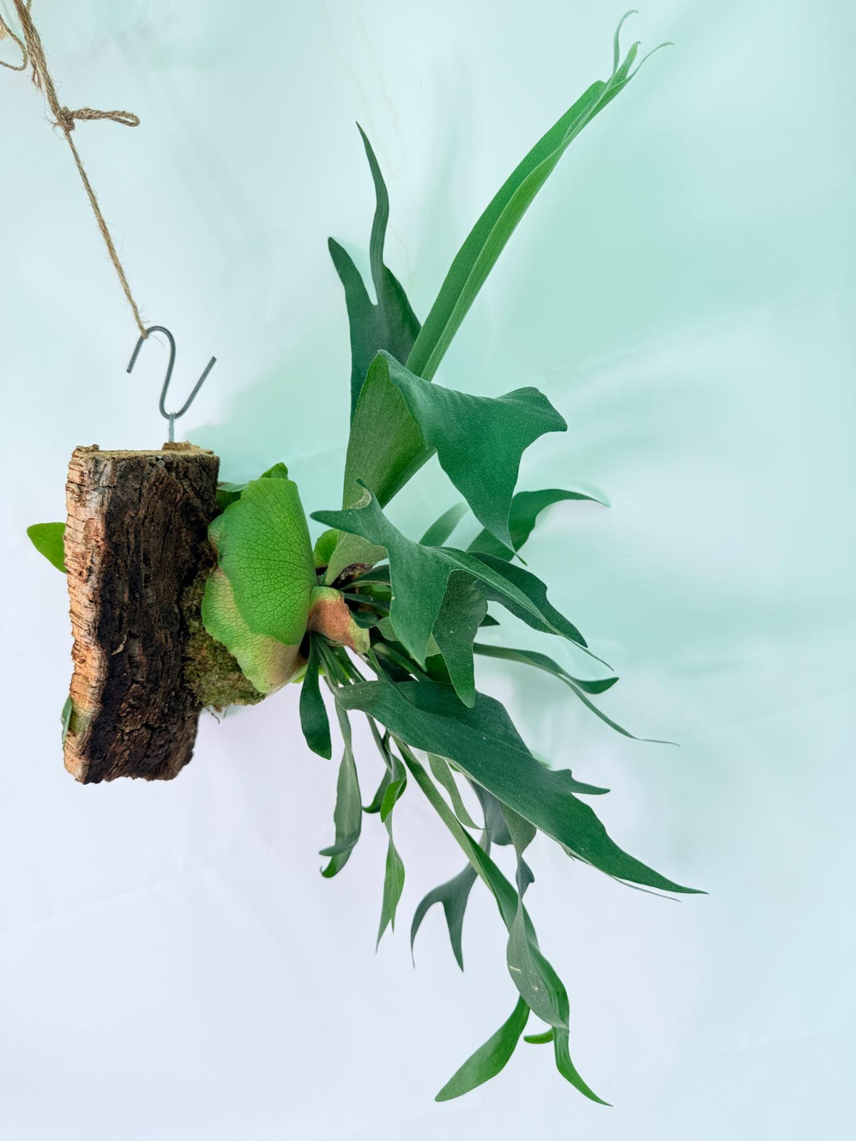 Platycerium Ginka + mounted on the board 11