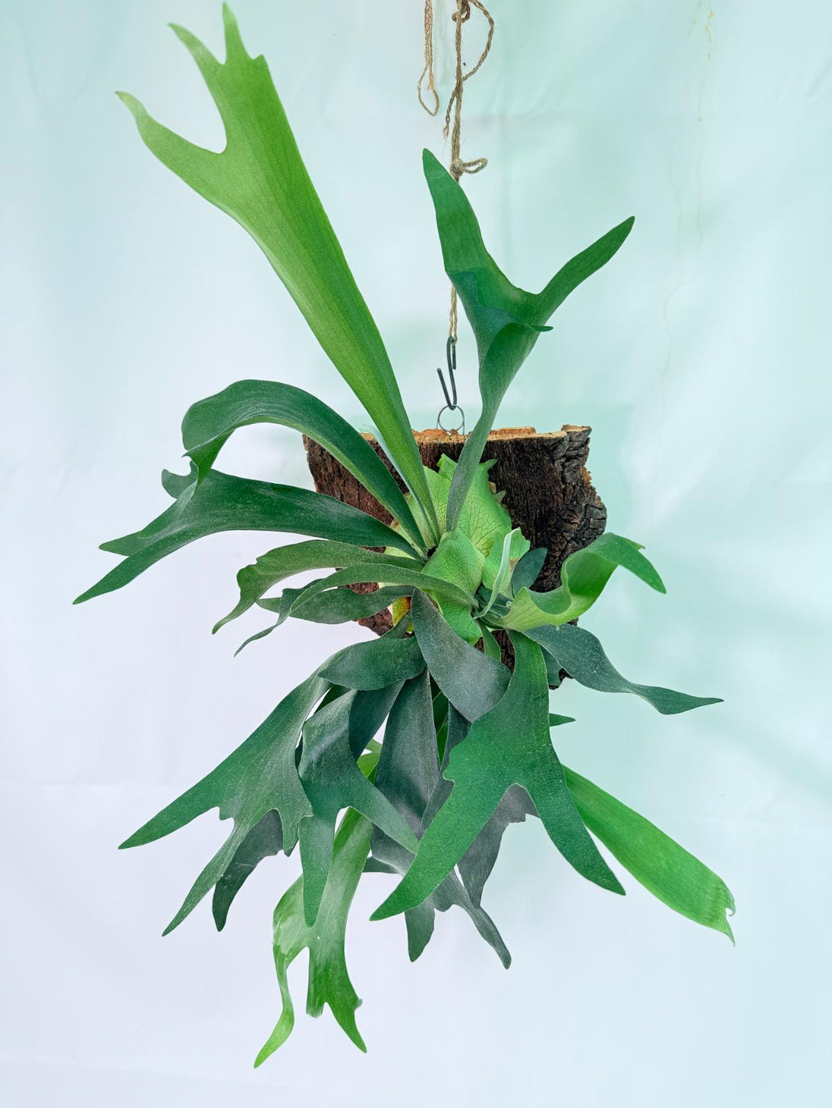 Platycerium Ginka + mounted on the board 01